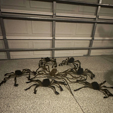 SEVEN (7) Large Halloween Spider Decorations Lot Black/Brown Red eyes Coke4Scale picture