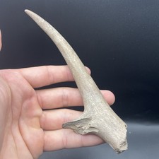 Ice Age Deer Antler Tip Fossil Pleistocene Age Southwest Florida Fossil picture