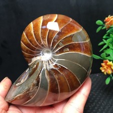 456g  Natural polishing  Ammonite crystal specimens   fb1654 picture