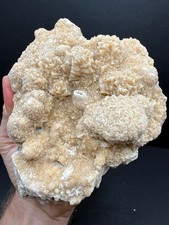 Amazing Phosphorescent Coral Pseudomorph Fossil – Miami Limestone, Florida picture