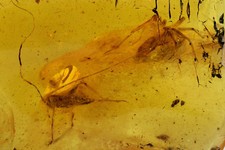 Nice CRICKET - Large SPIDER & Stalactite Inclusion BALTIC AMBER 6.7gr 180315 picture
