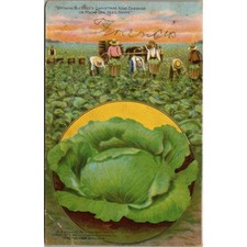 Growing Buckbee's Christmas King Cabbage on Rockford Vintage Postcard SP6-S28 picture