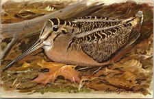 American Woodcock Bird UNP Chrome Postcard LOL Woodcock Y25 picture