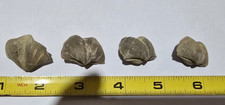 Fossils Mucrospirifer Brachiopods Devonian Period LOT OF 4 Pieces  Midwest USA picture
