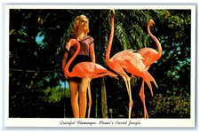 c1950s Graceful Flamingos Miami's Parrot Jungle Florida Vintage Postcard picture