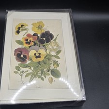 Vintage floral cards, Set of 10 Botanical illustrations, Flowers Pansy picture