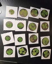 Real Four Leaf Clovers 4 Good Luck picture