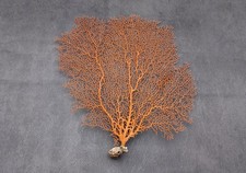 Red Orange Sea Fan Coral Echinogorgia SP (1 fan approx. 10-11+ inches) picture