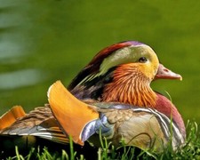 Beautiful MANDARIN DUCK Glossy 8x10 Photo Print Bird Nature Wildlife Poster picture