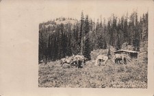 RPPC Ovando Montana Blackfoot River Valley Horse Hike Photo Vtg Postcard 10A picture