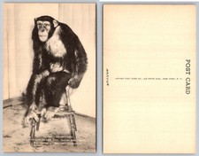 Sammy Chimpanzee Cleveland Zoo Ohio Artvue Postcard picture