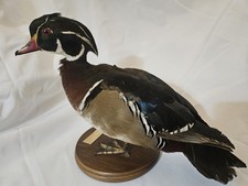 Wood Duck (Aix Sponsa) Beautiful And Colorful Plumage, From: Koon Kreek 13x10