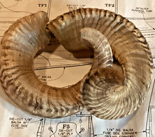 CHOICE OF Match Pair Ram Horn from Nepal Himilayan FROM GEORGIA picture