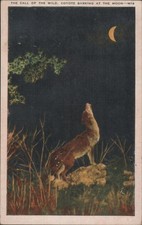 Coyote Barking the Moon, Call of Wild 1947 San Francisco Vintage Postcard picture