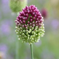 Drumstick Allium - Perennial Allium Drumstick Bulbs (Allium 25 Pack picture