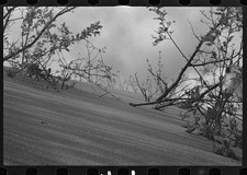 Photo:Maine 1930s Sand Dunes Destroying Fertile Land Landscape picture