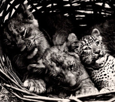 * VTG Continental Young Lion & Leopard Cubs Basket Zoological Garden Switzerland picture