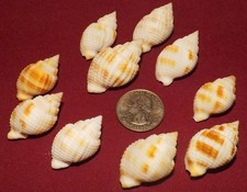 10 Beautiful Nutmeg Sea Shells Crafting Coastal Beach Decor South West Florida picture