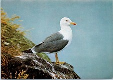 Vintage Postcard Brandgans Shelduck Swiss Bird 1972 picture