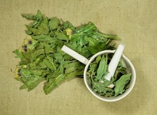 Henbane | Hyoscyamus niger | Dried Herb Wicca/ Witchcraft 1/4 oz picture