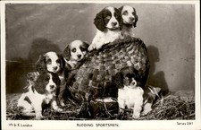 Puppies in a basket Spaniels?  c1900s-10s Real Photo Vintage Postcard picture