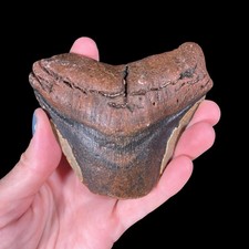 Genuine Prehistoric Megalodon Tooth- USA Fossil Specimen Gifts 6.9oz (OBX067) picture
