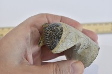 Hollardops Trilobite Fossil – Unique Semi Enrolled Pose – Morocco - 2.75