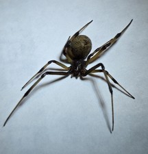 Real Brown Widow Spider Wet Specimen - Beautiful Markings picture