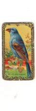 1910 T43 Bird Series GOLD Border, Blue Grosbeak, #2, Mecca Back, 2nd we have picture