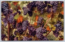 Antique Washington Postcard KITTITAS VALLEY Grapes 1912 picture
