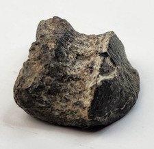 Maiasaura Odontoid Process of the Axis Fossil - Two Medicine Fm. - Teton Co., MT picture