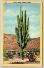 c1940s World's Largest Sahuaro Cactus Tucson Arizona Linen Postcard picture