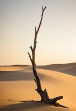 Bare Driftwood Sculpture - Golden Hour Wall Art Print picture