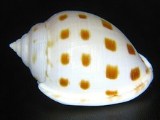 CASSIS SEMICASSIS BOOLEYI: LARGE SPECIMEN @ 50.86MM picture