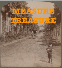 1899 LOS ANGELES, CA AVENUE OF PALMS CUTE BOY CARRIAGE HORSES STEREOVIEW F54 picture