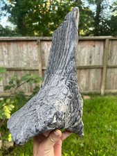 Texas Petrified Wood 13