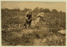 Photo:Denison Texas Elbert Ruby Hollingsworth 1913 Cotton Picker Children picture