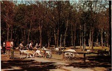 Vintage Wisconsin Dells Deer Park Postcard H.H. Bennett Studio 1965 Chrome picture