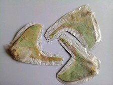 3 Actias Selene A2 Vietnam.SEE PHOTO. Limited number.. picture