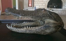 One Genuine American XL Alligator Head 9-10”, Weighted 1 Pound and 2.7oz picture