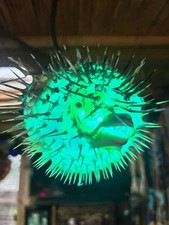 NEW 4”-5” Pufferfish Lamp w/Color Changing LED Tiki bar Smokin Tikis Oceanic picture