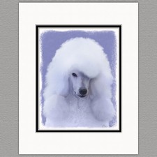 Standard Poodle Dog White Original Art Print 8x10 Matted to 11x14 picture