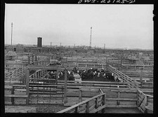 Untitled photo, : Amarillo, Texas. Cattle in the stockyards along the route of picture