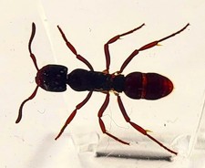 44mm Real Tropical Giant Ant in Crystal Clear Lucite Resin Specimen Preserved... picture