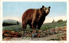 Park Bear, Yellowstone Park, Haynes, St. Paul, Official Photographer, Postcard picture