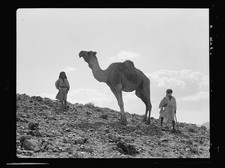 Photo:Camel 1934 Oct Bedouin Desert Scene with Child picture