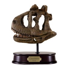 Carnotaurus Dinosaur Skull Model 1/4 Scale Replica by DinoStoreus picture