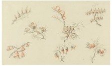 Pillement Vintage Botanical Flower Sprays Study Glossy Photo Reprint picture
