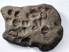 Authentic Pre Historic River Bed Fossil . Many Seashells Unusual Rock 8