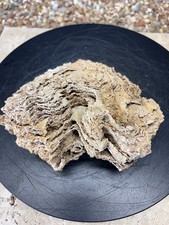 1.8# Silicified Sponge Fossil Stromatoporoid Calcareous 02